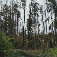 Windbruch in Blumenrod