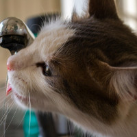 Gutes Wasser ist begehrt